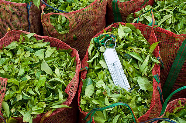 Tea bags, Sri Lanka Full Tea bags with hand balance. Nuwara Eliya, Sri Lanka   nuwara eliya stock pictures, royalty-free photos & images