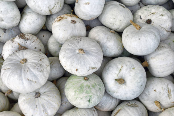istock White Japanese Hokkaido Kabocha squashes 1646700149