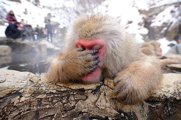 scimmia giapponese neve - jigokudani foto e immagini stock