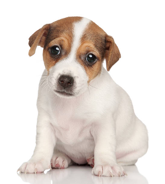 istock Jack Russell terrier puppy posing 164670119