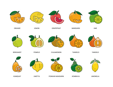 Citrus fruits food allergens, illustration set in color vector, lemon and orange, grapefruit and mandarin, lime and bergamot, pomelo and calamondin, tangelo and kumquat, ponkan and limetta, kombava.
