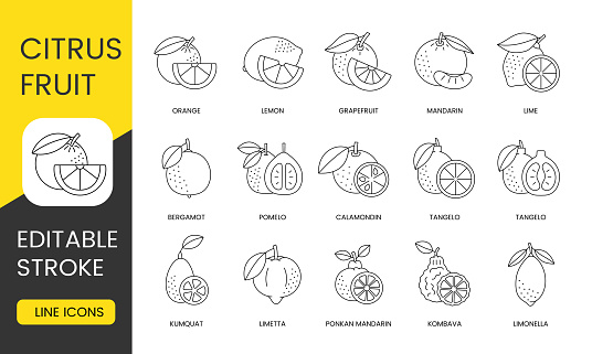 Citrus fruits food allergens, line icons set in vector, lemon and orange, grapefruit and mandarin, lime and bergamot, pomelo and calamondin, tangelo and kumquat, ponkan and limetta, editable stroke