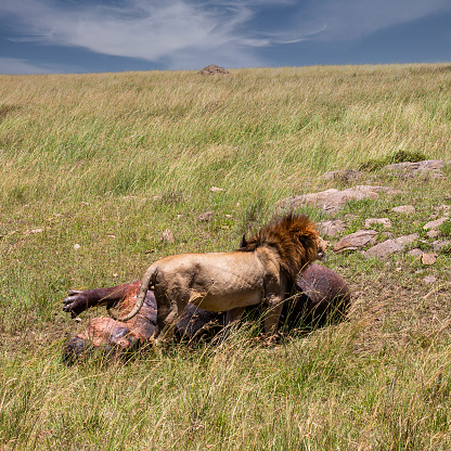 Lion on guard after killing hippopotamus