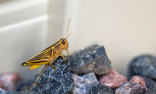 Closeup of a brown grasshopper sitting on black and red pebbles. Selected focus.