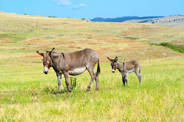 mother and baby burro A mother and baby burro in custer state park south dakota custer state park stock pictures, royalty-free photos & images