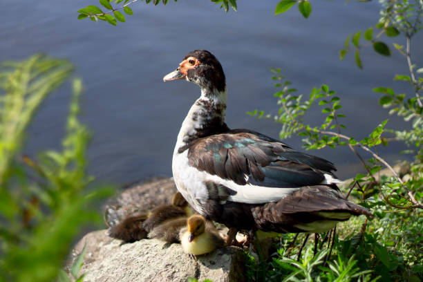 istock Specimen of female duck with her young 1646719579