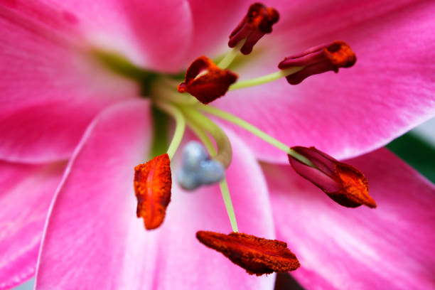 istock Pistil and pollen of pink lily 1646722873