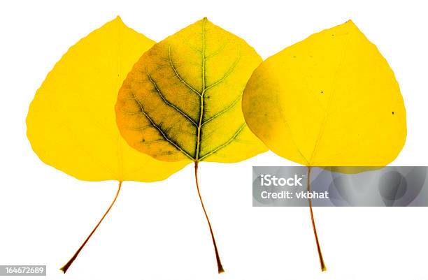 Foglie Di Aspen In Bianco - Fotografie stock e altre immagini di Foglia di pioppo - Foglia di pioppo, Arancione, Autunno