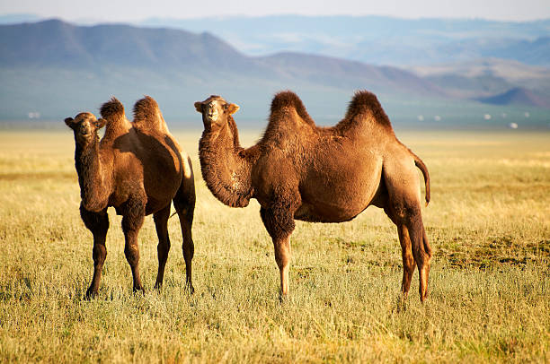 dois camelos na mongólia - bactrian camel - fotografias e filmes do acervo