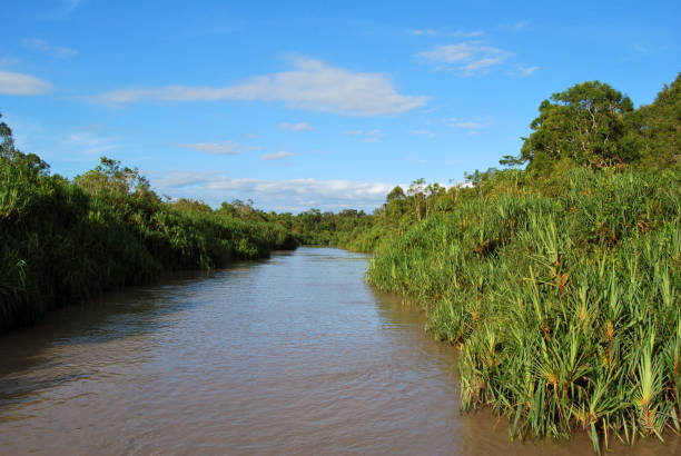 istock View of the Sekonyer river in Tanjung Puting Natural Park (Borneo) 1646742793