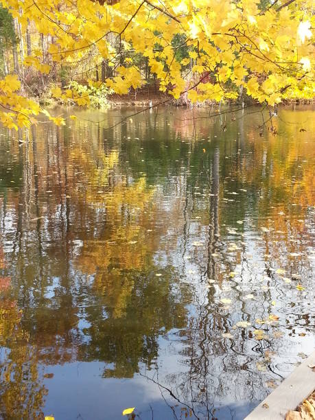 istock Autumn Day at the Lake, Vertical 1646743861
