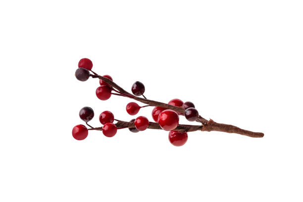 istock branches of red berries. christmas tree branch, isolated on a white background. 1646744597