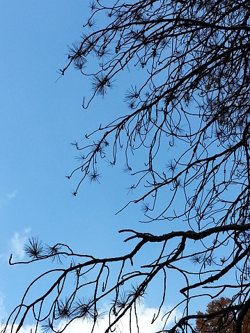 Stark branches against a deep blue sky