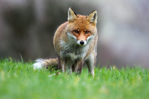 close-up red fox in autumn