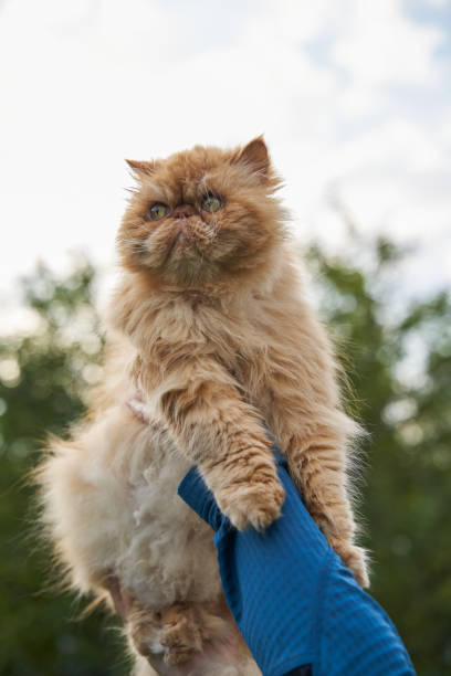istock Cat on the owner hands on the nature. 1646765698