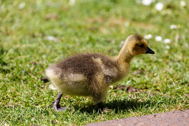 istock Young canadian goose on grass field 1646767305