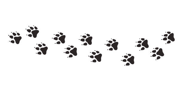 istock Dog paws. Animal paw prints, vector different animals footprints black on white background illustration 1646774398