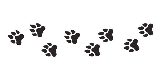 istock Lion paws. Animal paw prints, vector different animals footprints black on white background illustration 1646774431