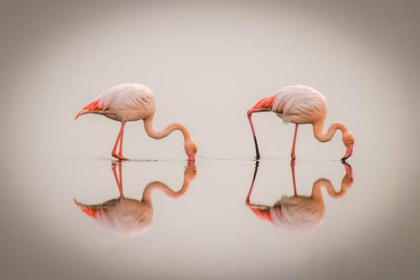 flamingi większe ( phoenicopterus ruber roseus) we mgle z odbiciem na powierzchni, zatoka walvis, namibia. - flamingo bird medium group of animals animals feeding zdjęcia i obrazy z banku zdjęć