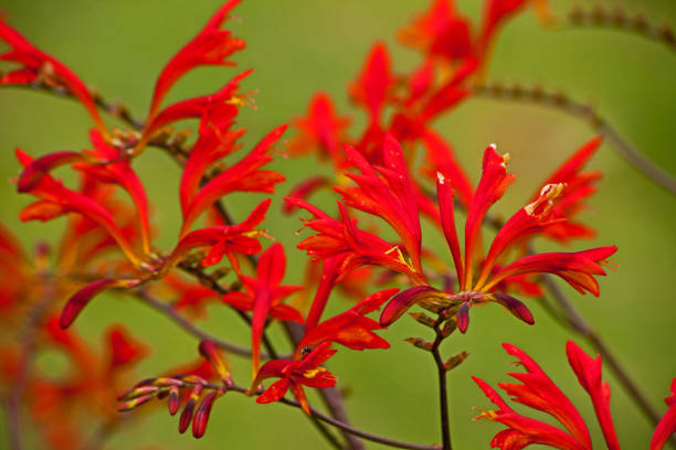 istock Swan Crocosmia (Crocosmia masoniorum) 14081 1646780740