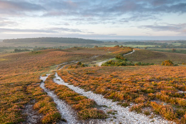 istock Sunrise over winding paths and heather in the New Forest 1646782997