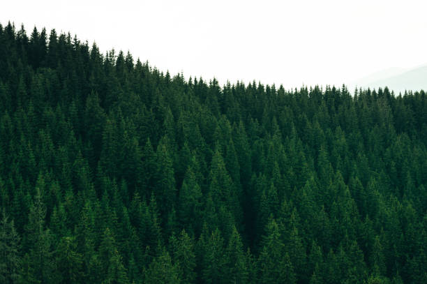 istock Forest of Pine Trees in Wilderness Mountains 1646788433