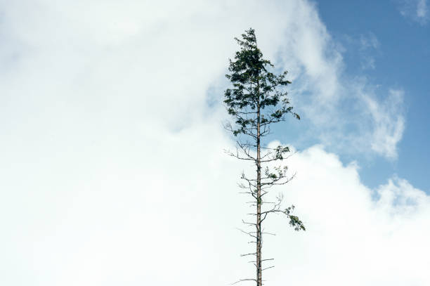 istock lonely tree on the background of the sky and clouds 1646788445