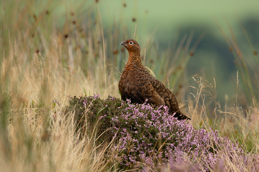 Red Grouse, Scientific name: Lagopus Lagopus. An alert male Red Grouse with red eyebrow, facing left  and resting on colourful purple heather on the North Yorkshire Moors in Summer.  Horizontal. Space for copy.