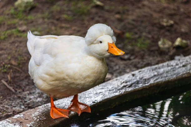 istock Full body of white Crested duck breed 1646802100