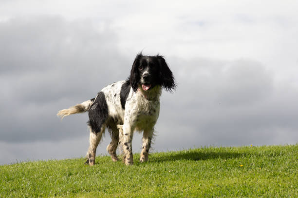 istock Pretty young black and white spaniel dog with docked tail stands on grass set against a stormy grey sky on a summers evening. 1646809535