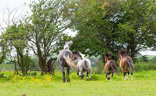 Horse on meadow with lot of flies and mosquitos