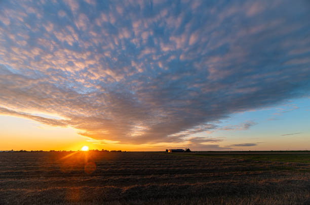 Colorful sheep clouds during sundown Sheep clouds (altocumulus) are beautifully colored as the sun sets over the plains. grassland in morning sunrise stock pictures, royalty-free photos & images