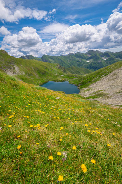 istock Blue lake amidst yellow mountain flowers 1646816046