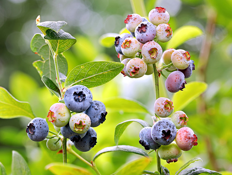 Close up of unripe and ripe blueberry fruits on a branch, fresh healthy blueberries of varying ripeness in the sunlight