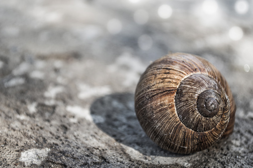 Escargot shell on slate background.