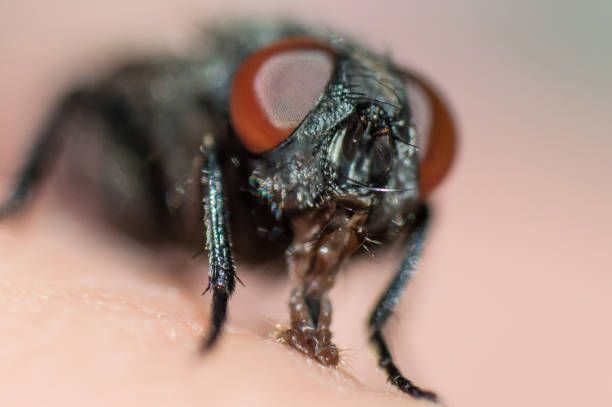 Black Fly