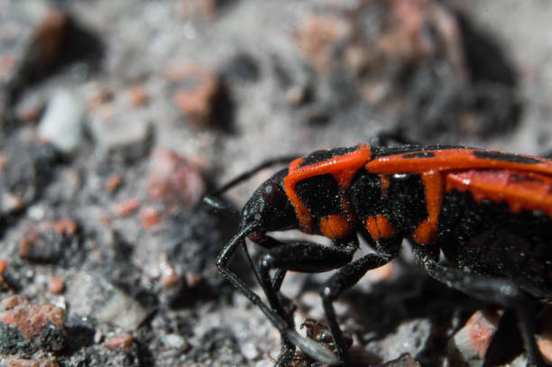 istock Beetle soldier or firebug in macro with blurred background. Eyes, head in focus and body in red and black colors with dots. Photo of macro world. 1646842006