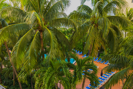 Beautiful view of hotel pool area through green palms. USA. Miami Beach.