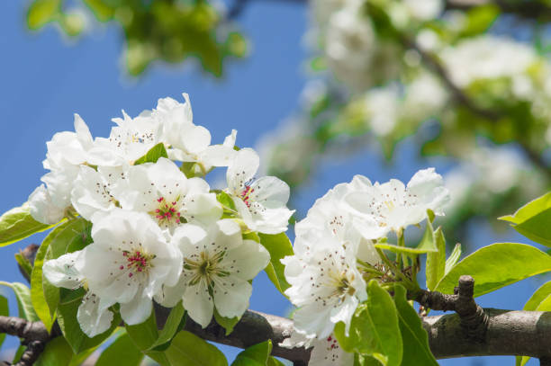 istock Apple flowers with white petals 1646846108