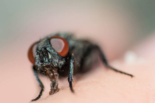 istock Face of fly with big red eyes in macro 1646846468
