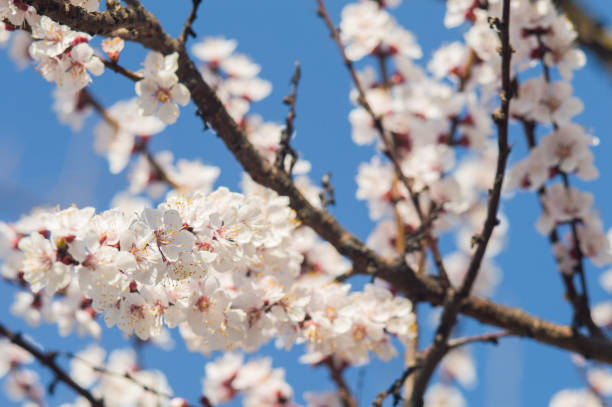 istock Apricot flowers with white petals 1646846590