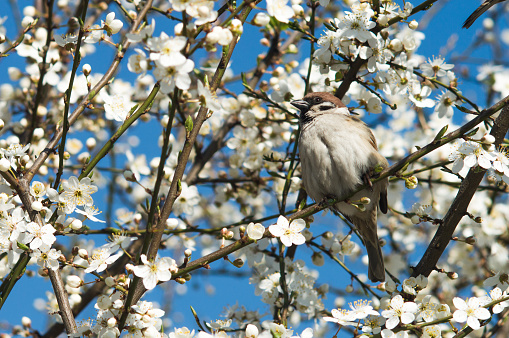 Sparrow on the branch of cherry plum tree. Closeup photo of bird in spring