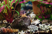 Ampullaria snail on a stone in an aquarium.