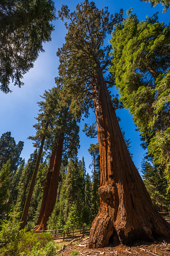 The General Grant Tree loop in the Sequoia & Kings Canyon National Park.