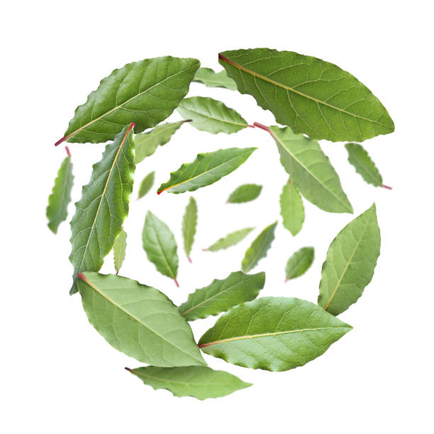 istock Fresh bay leaves whirling on white background 1646854507