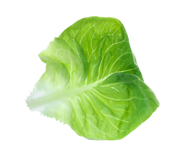 istock Fresh green butter lettuce leaf isolated on white 1646855056