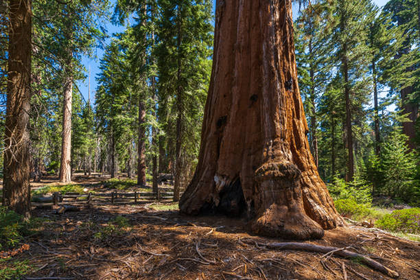 istock The General Grant Tree loop in the Sequoia & Kings Canyon National Park. 1646855609