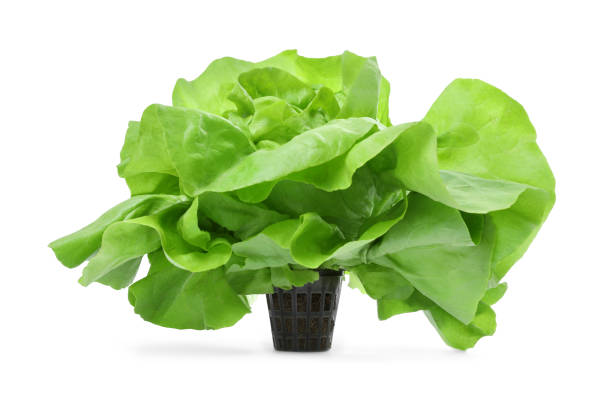 istock Fresh green butter lettuce head isolated on white 1646856700