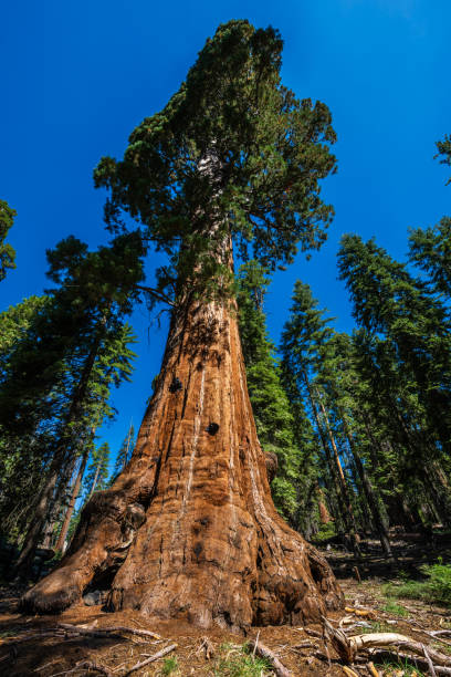 istock The General Grant Tree loop in the Sequoia & Kings Canyon National Park. 1646857227
