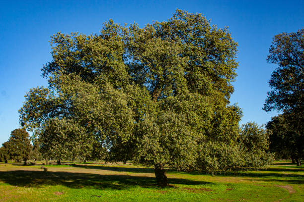 holm oak in the meadow